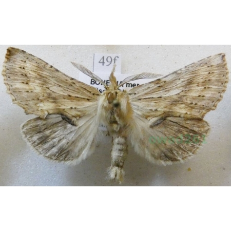 Pterostoma palpina (Clerck, 1759) male Dzióbica głaszczkówka Czech49f